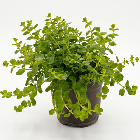 Lysimachia Nummularia Creeping Jenny plant with bright green leaves in a dark brown pot, captured on a white background.