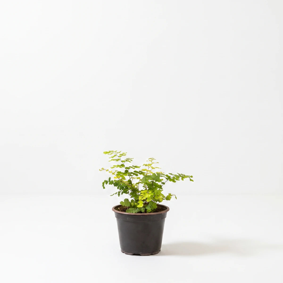Maidenhair fern with delicate green and yellow leaves in a dark 12cm over pot, on a plain background.