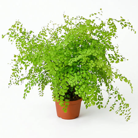 Lush green Maidenhair fern plant in a brown pot, with delicate fronds and vibrant foliage, displayed on a clean background.