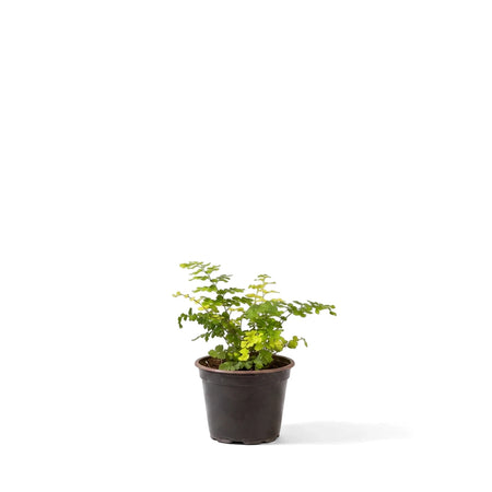 A small Maidenhair Fern plant in a dark brown pot with delicate, bright green and yellow leaves, photographed on a grey