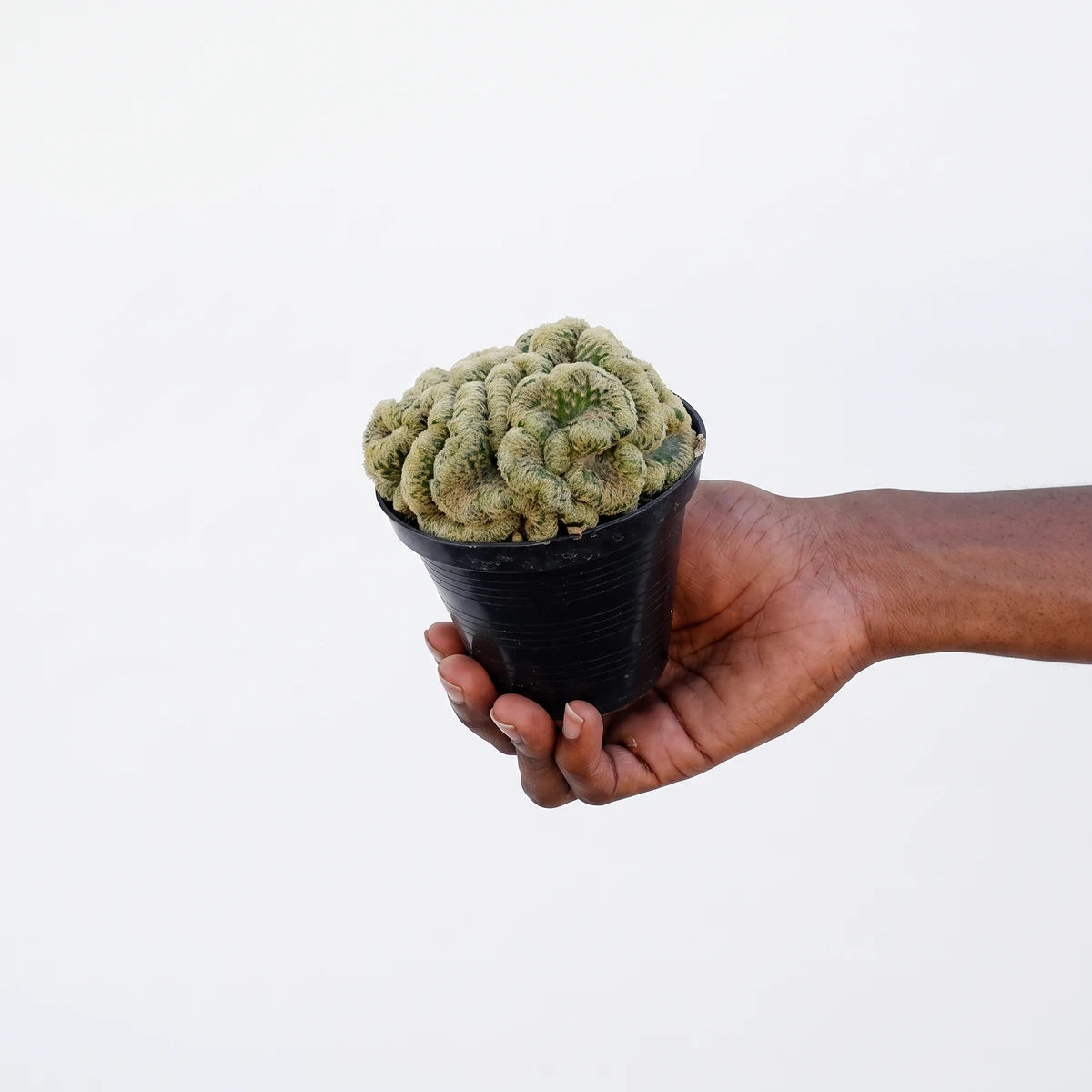 A unique green Mammillaria Elongata Cristata Brain Cactus, potted in black, is held gently in a hand, showcasing its