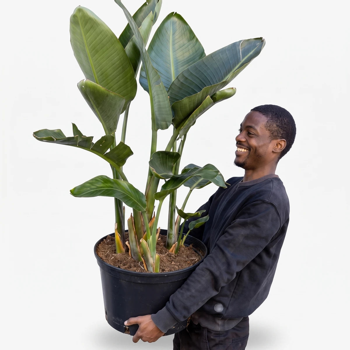 Man holding a large potted Strelitzia Nicolai Giant Bird of Paradise plant in a black nursery pot, smiling.