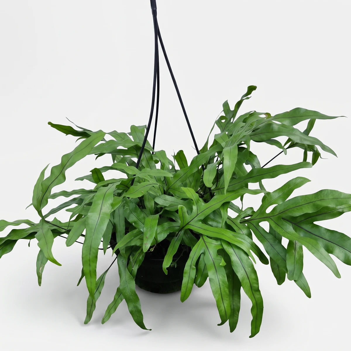 A vibrant green Microsorum Kangaroo Fern in a black hanging basket, featuring long, broad leaves and distinctive fronds.
