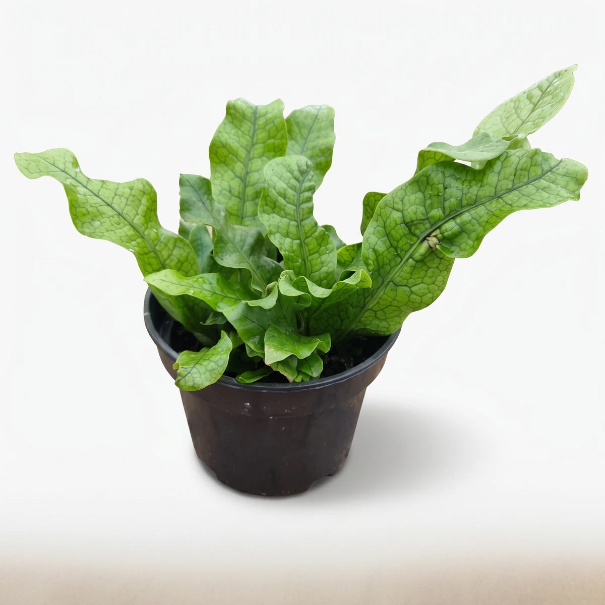 Green Microsorum Musifolium Crocodyllus Crocodile Fern plant in a black pot, showcasing its textured leaves.
