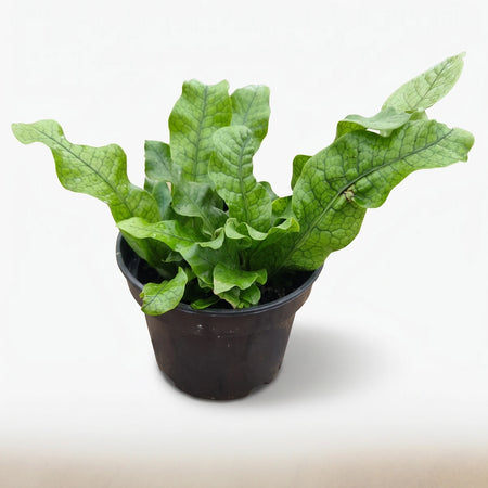 Green Microsorum Musifolium Crocodyllus Crocodile Fern plant in a black pot, showcasing its textured leaves.