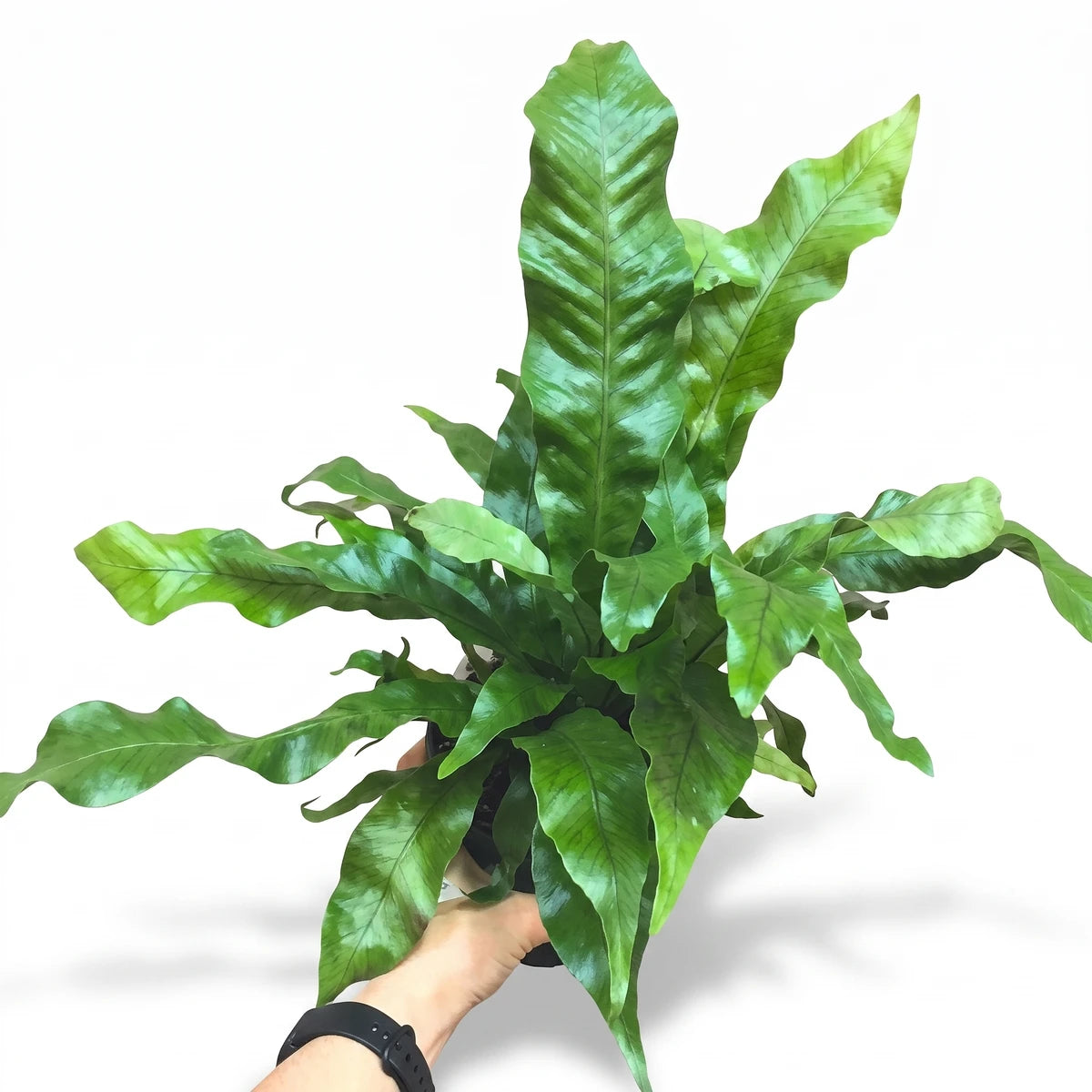 Green Microsorum Musifolium Crocodyllus Crocodile Fern houseplant in a 12cm pot, held by a hand against a brick wall.