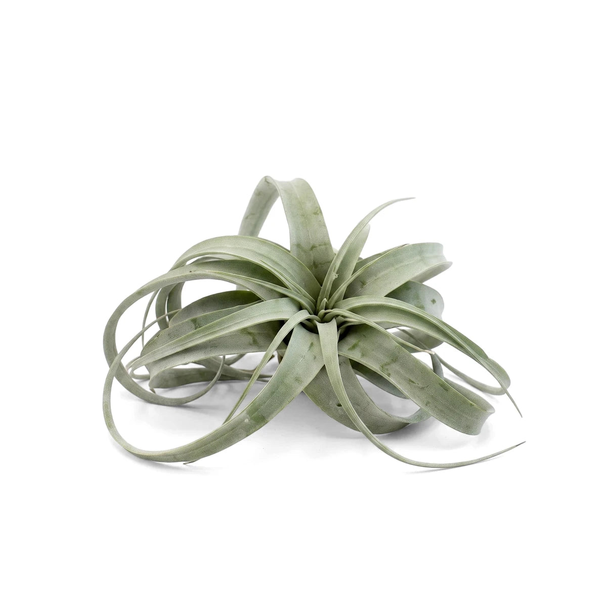 Mini Tillandsia air plant with light green, curved leaves on a white background, viewed from above.