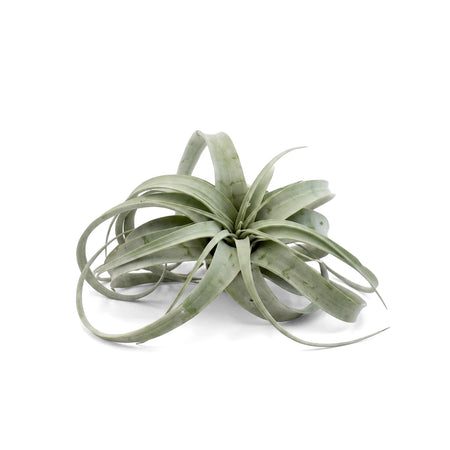Mini Tillandsia air plant with light green, curved leaves on a white background, viewed from above.