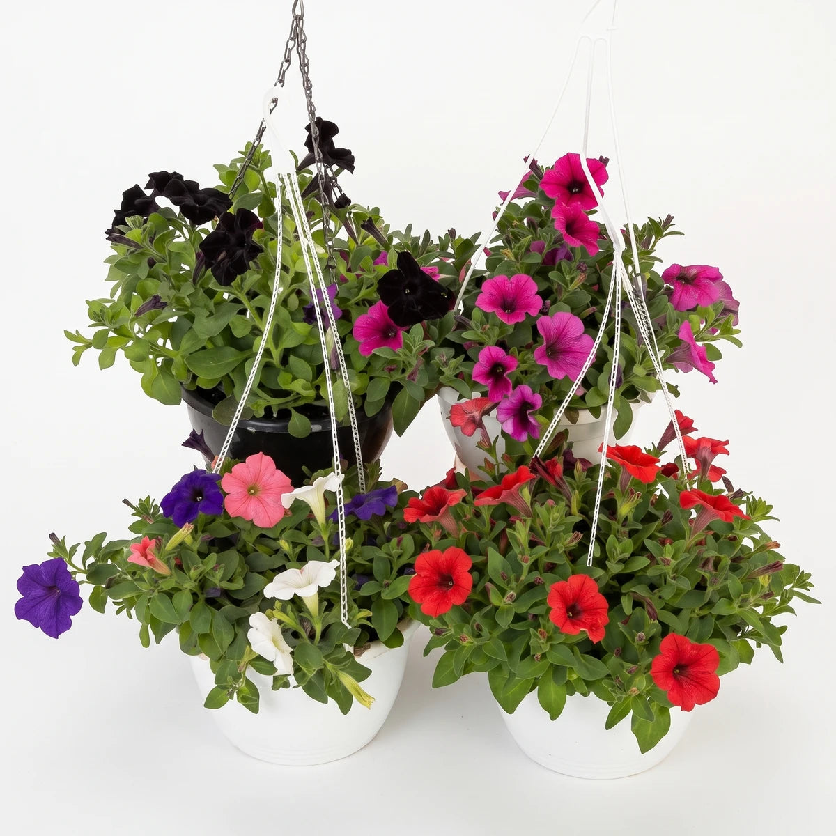 Vibrant mixed colorful petunias in three white hanging baskets with green foliage, suitable for garden decoration.
