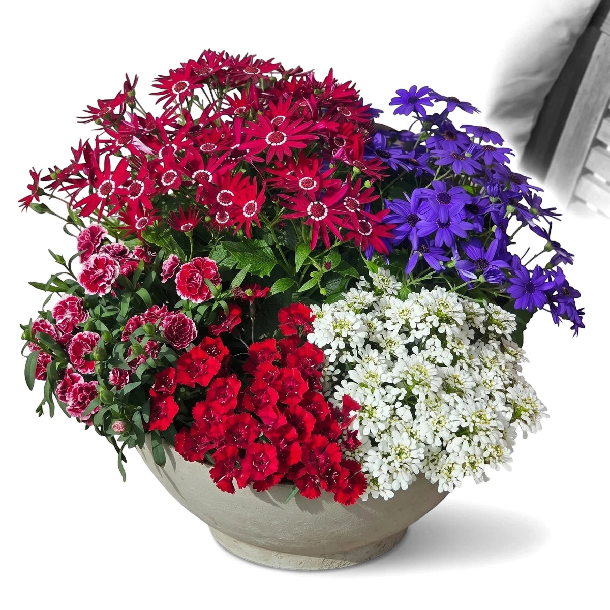 Vibrant mixed planter with red, purple, white, and variegated Dianthus flowers in a white pot on a wooden bench.