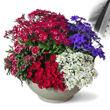 Vibrant mixed planter with red, purple, white, and variegated Dianthus flowers in a white pot on a wooden bench.