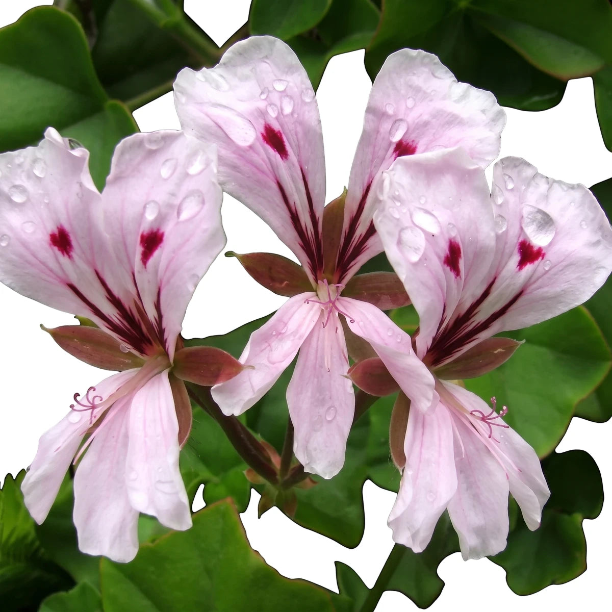 Close-up of three light pink Mixed Pelargonium flowers with dark red centers, covered in clear water droplets, surrounded by