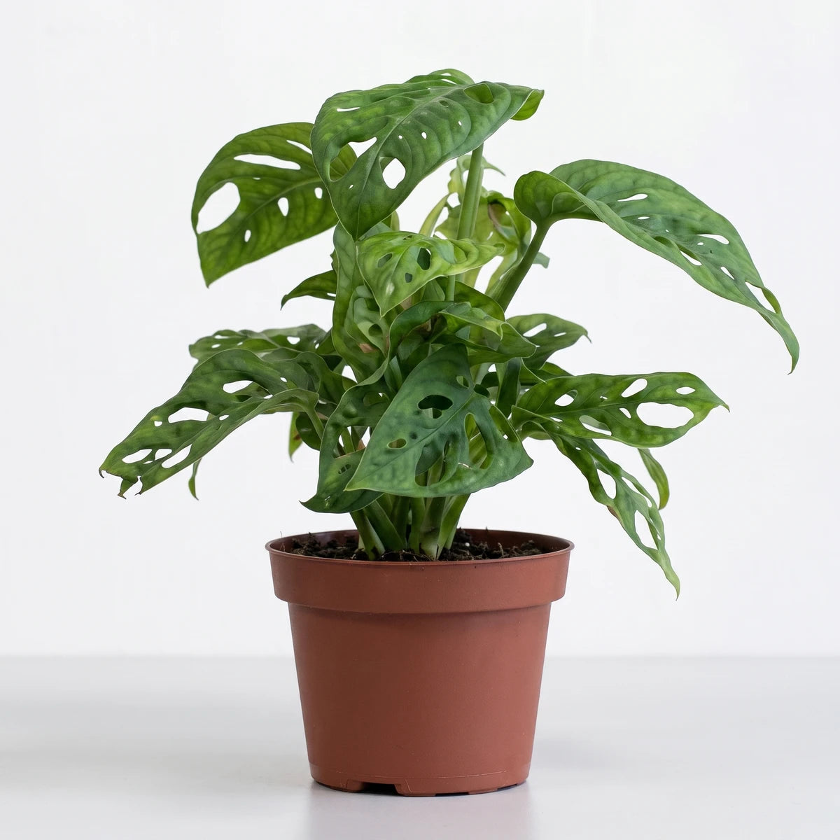 Vibrant green Monstera Adansonii Swiss Cheese plant with distinctive fenestrated leaves, presented in a simple brown pot.