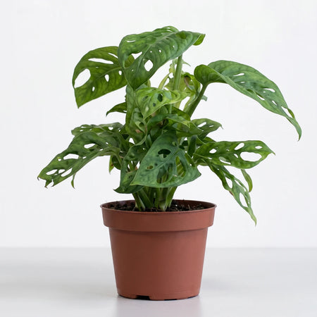 Vibrant green Monstera Adansonii Swiss Cheese plant with distinctive fenestrated leaves, presented in a simple brown pot.