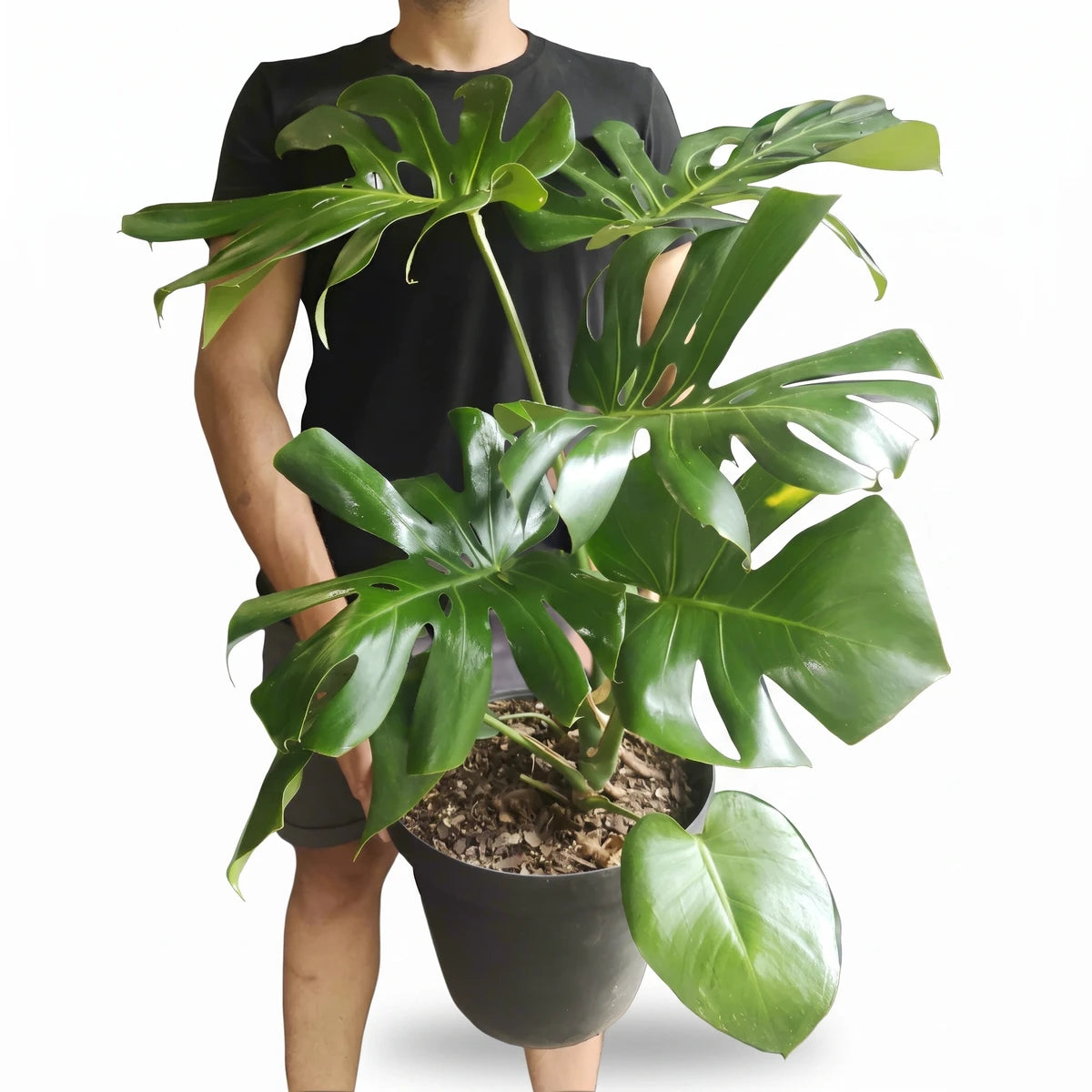 Person holding a 30cm Monstera Deliciosa plant in a black pot, showcasing its large green fenestrated leaves.