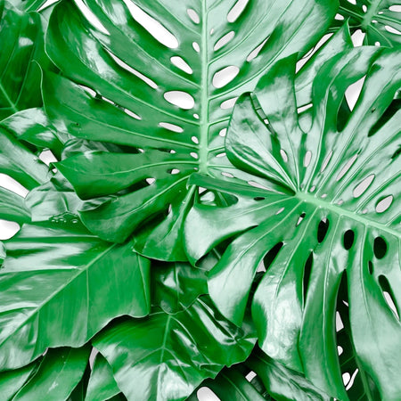 Lush green glossy fenestrated Monstera Deliciosa leaves, showcasing their iconic split and hole patterns.