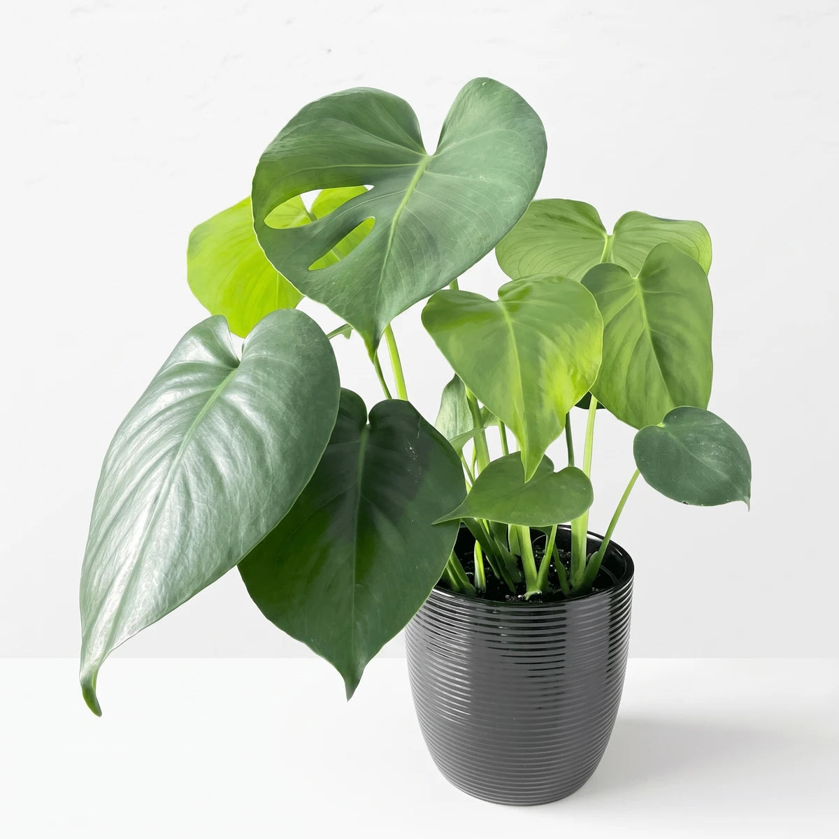 A vibrant green Monstera Deliciosa houseplant with large, lush leaves, presented in a stylish black ribbed pot.