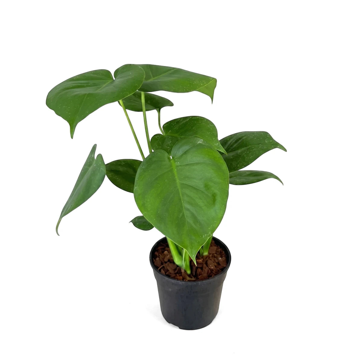 Green Monstera Deliciosa houseplant with large leaves in a black pot, viewed from a slightly elevated angle.