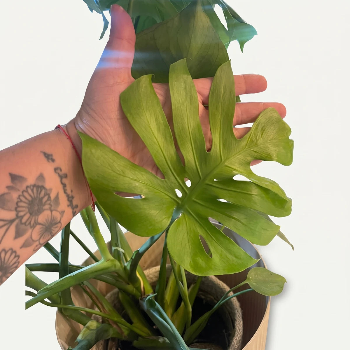 A hand gently holds a vibrant, newly unfurled Monstera deliciosa leaf, showcasing its distinctive splits and holes. The leaf