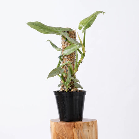 Monstera Deliciosa plant on a moss pole in a black pot, displayed on a wooden stand, showcasing its vibrant green leaves.