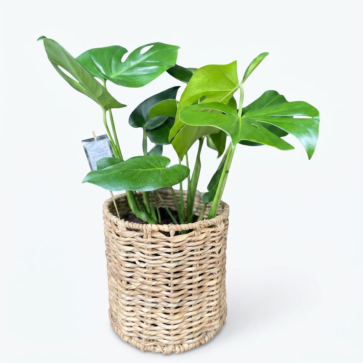A vibrant 23cm Monstera Deliciosa plant with green split leaves, housed in a natural woven wicker basket on a tiled floor.