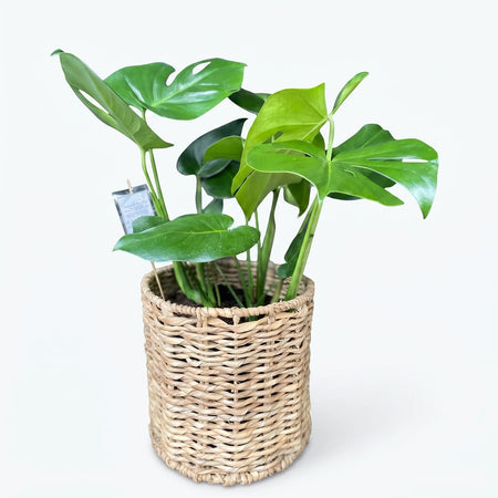 A vibrant 23cm Monstera Deliciosa plant with green split leaves, housed in a natural woven wicker basket on a tiled floor.