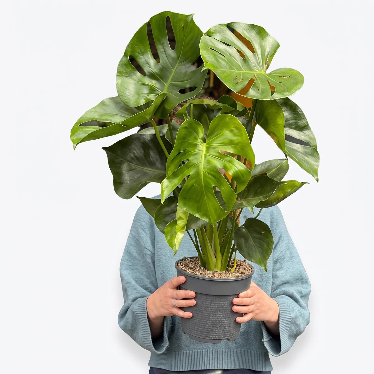 Monstera Deliciosa plant in a textured grey pot, held by hands wearing a blue sweater, captured in a plant nursery.