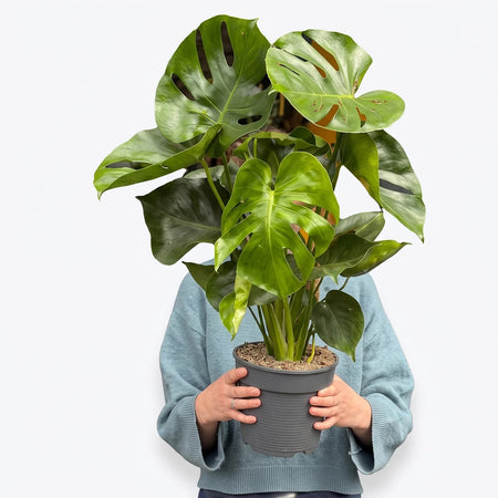 Monstera Deliciosa plant in a textured grey pot, held by hands wearing a blue sweater, captured in a plant nursery.