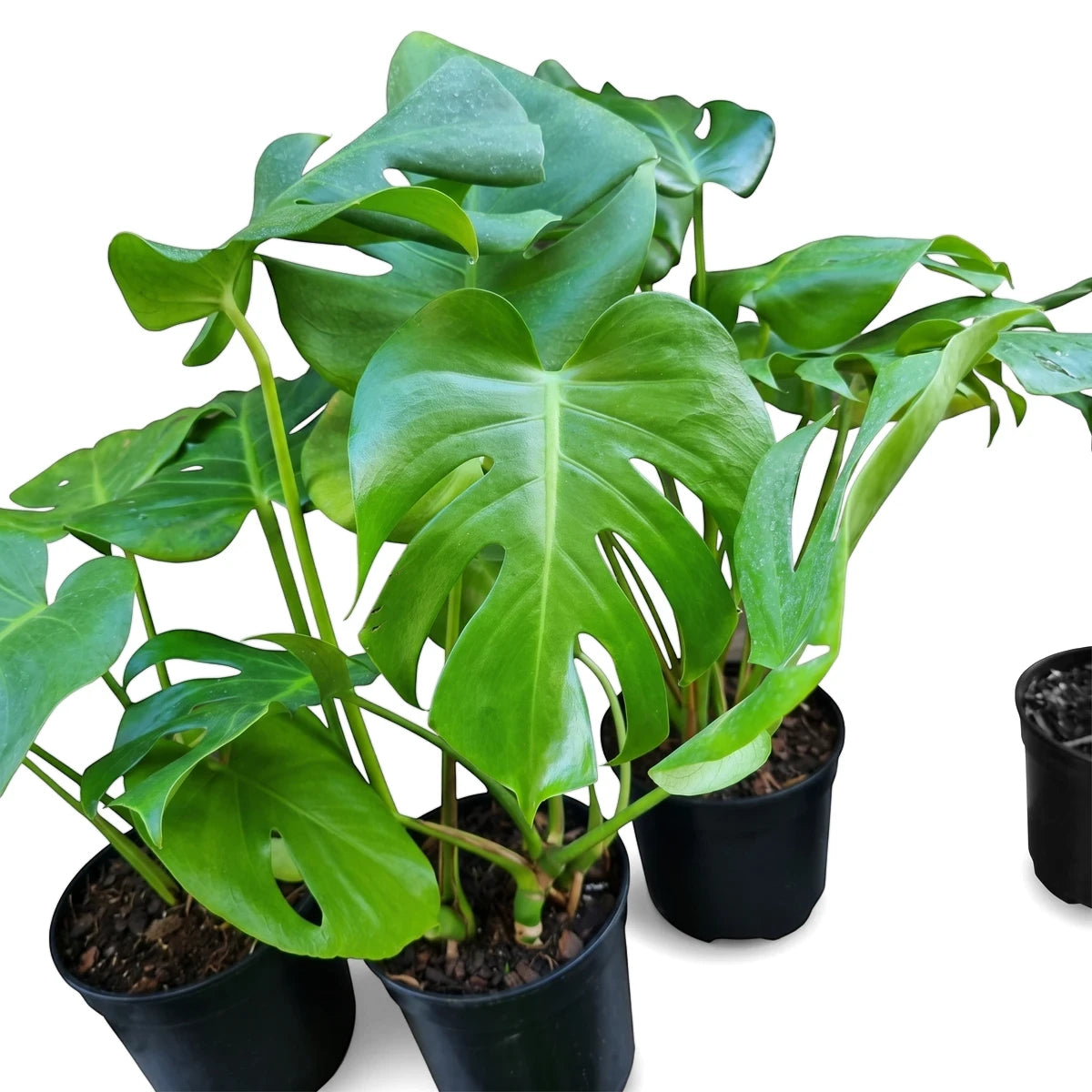 Multiple vibrant green Monstera Deliciosa plants with distinctive fenestrated leaves, thriving in black pots.