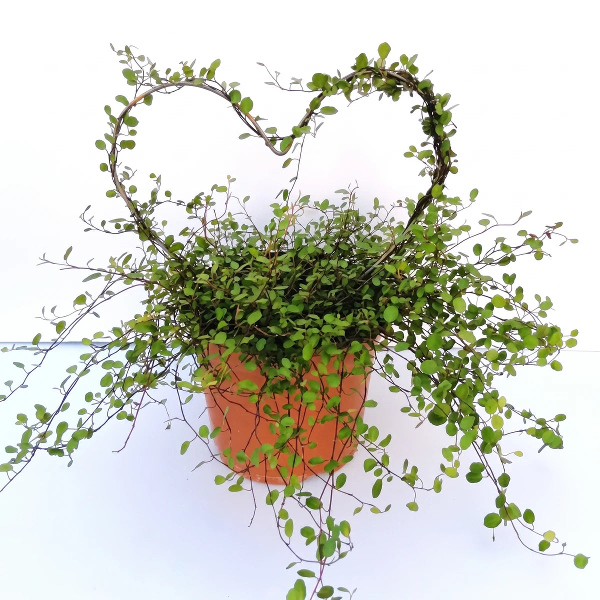 Muehlenbeckia plant with vines trained into a heart shape, displayed in a terracotta pot, a 14cm houseplant.