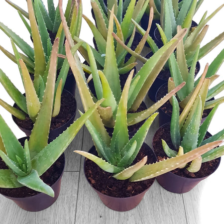 Multiple healthy green aloe vera plants in black pots arranged on a light wooden floor, ready for sale.