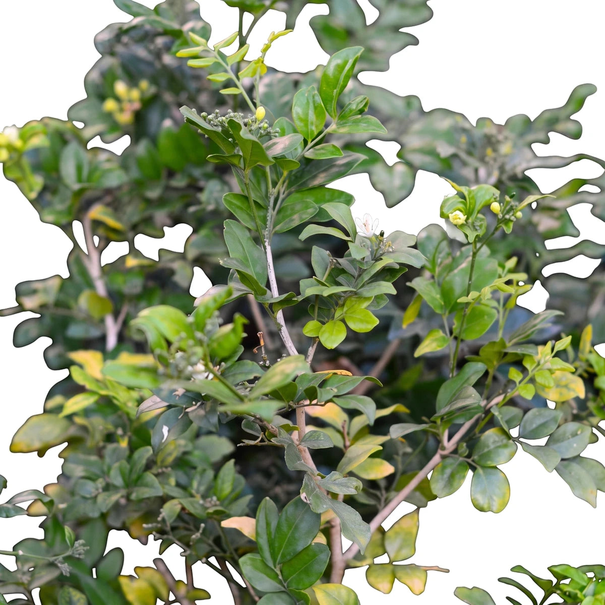 Close-up of a Murraya Exotica Orange Jessamine plant with vibrant green leaves and delicate white flowers.