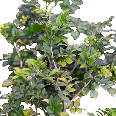 Close-up of a Murraya Exotica Orange Jessamine plant with vibrant green leaves and delicate white flowers.