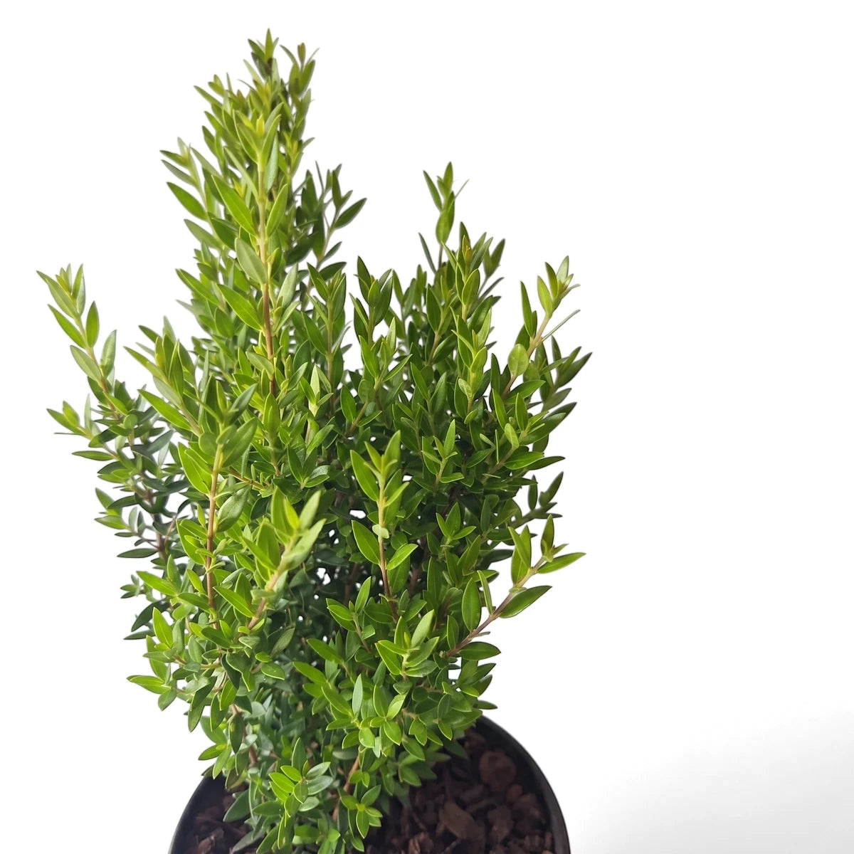 A vibrant Myrtus Communis Common Myrtle plant with lush green leaves, shown potted in a dark container.