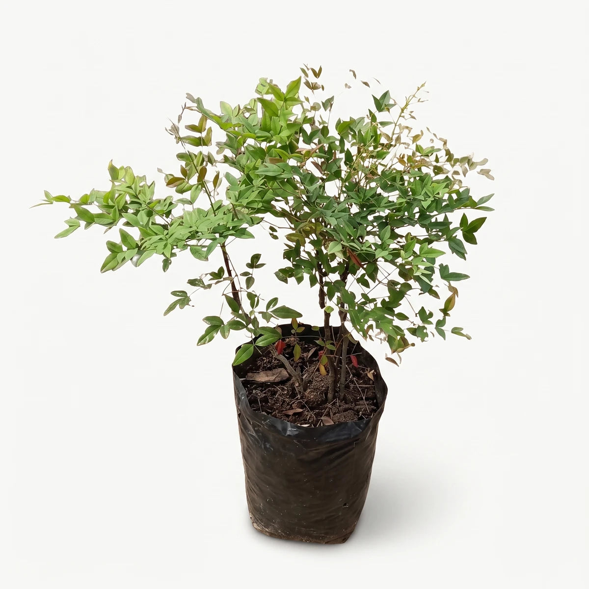 Nandina Domestica plant with vibrant green foliage in a black plastic grow bag, ready for planting.