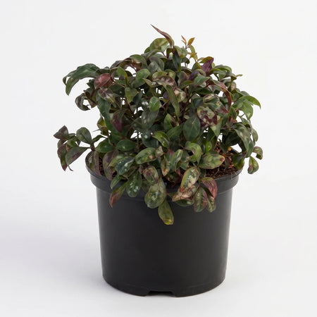 Nandina Pygmaea Heavenly Bamboo plant in a black pot, showcasing its green and reddish foliage.
