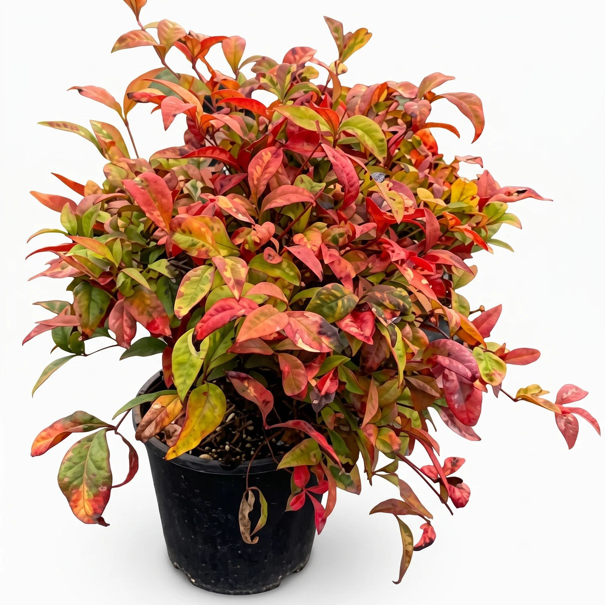Nandina Pygmaea plant in a black pot, displaying vibrant red, orange, and green foliage, captured in an outdoor setting.