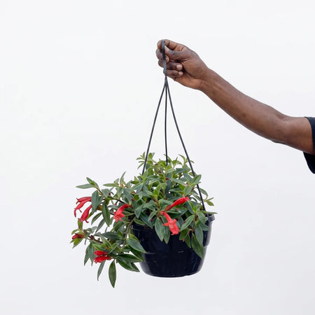 A person's hand holds a Nematanthus Wettsteinii Goldfish Plant, featuring vibrant red tubular flowers and lush green leaves,