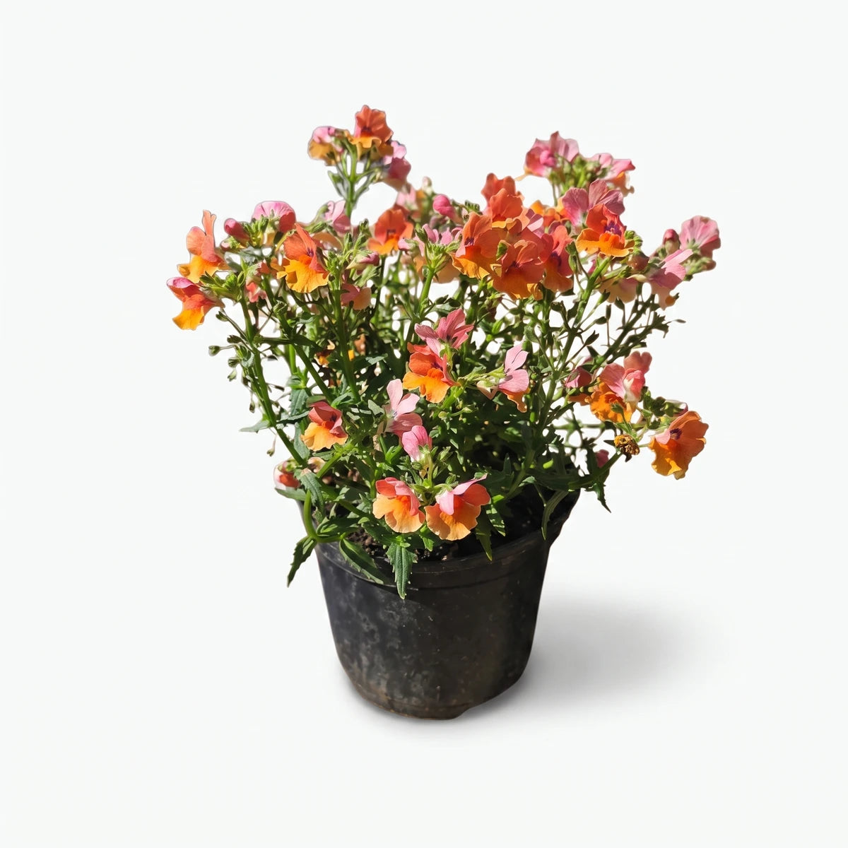 Potted Nemesia Nesia Assorted plant with vibrant orange and pink flowers and green foliage, ready for planting.