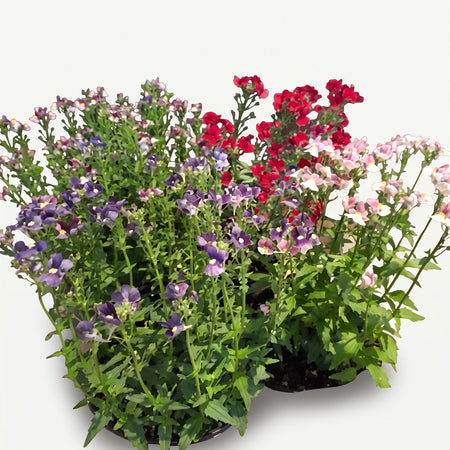 Three pots of vibrant Nemesia Nesia plants featuring purple, red, and pink flowers with lush green foliage.