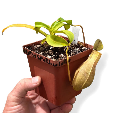 Nepenthes Pitcher Plant (10cm) in brown pot with green leaves and yellowish pitcher. Hand holds pot labeled 'Venty x