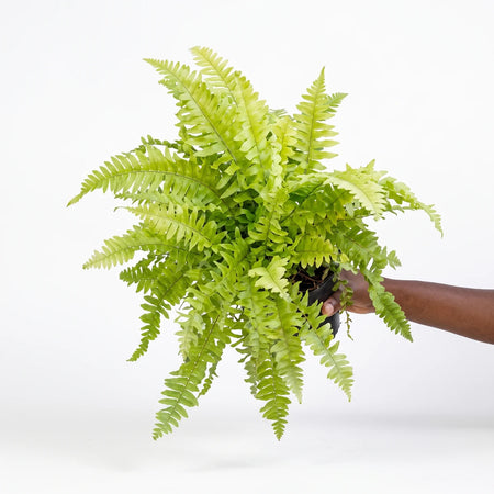 A vibrant green Nephrolepis Boston Fern, held by a hand, showcasing its lush, feathery fronds in a studio setting.