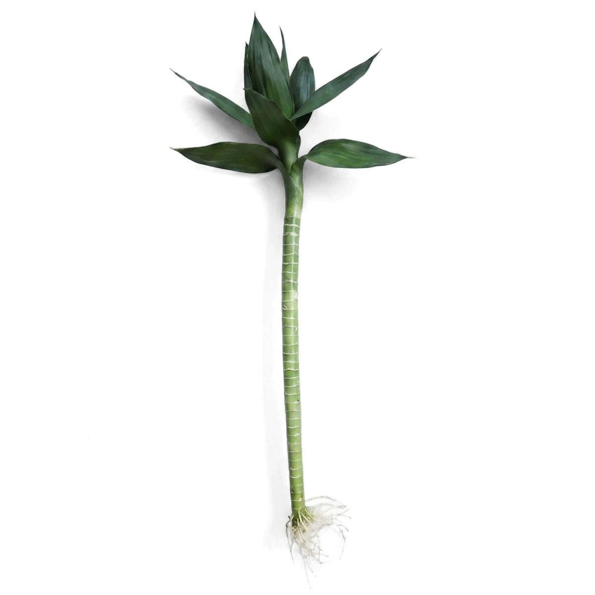 Green Nordic Lotus Bamboo plant with a segmented stalk, vibrant fanned leaves, and visible white roots, displayed vertically.