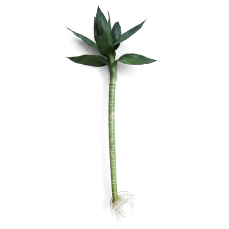 Green Nordic Lotus Bamboo plant with a segmented stalk, vibrant fanned leaves, and visible white roots, displayed vertically.