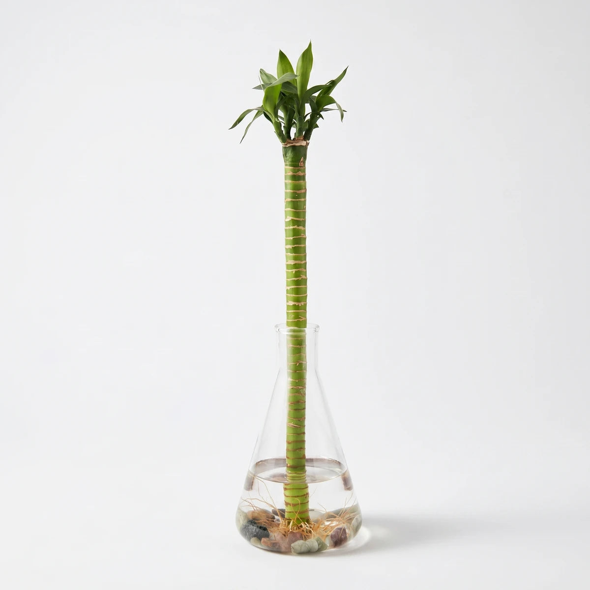 Nordic Lotus Bamboo novelty plant with a green stalk and leaves, displayed in a clear conical glass flask with water and