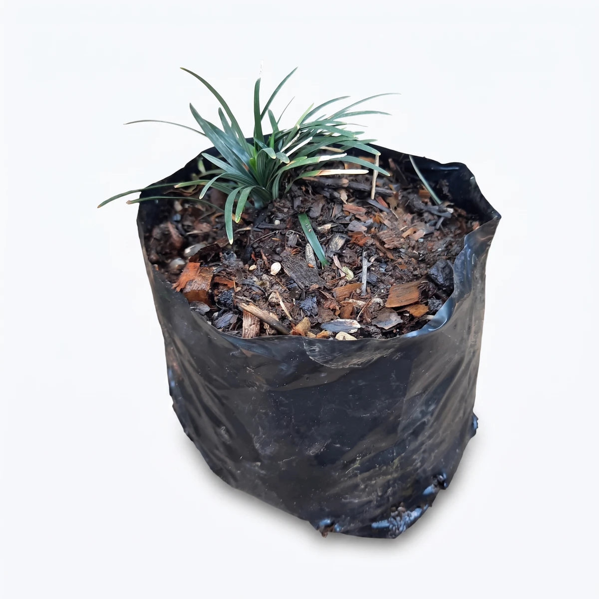 Ophiopogon Japonicus 'Kyoto Dwarf' Mondo Grass in a black plastic nursery bag with rich soil.