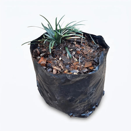 Ophiopogon Japonicus 'Kyoto Dwarf' Mondo Grass in a black plastic nursery bag with rich soil.