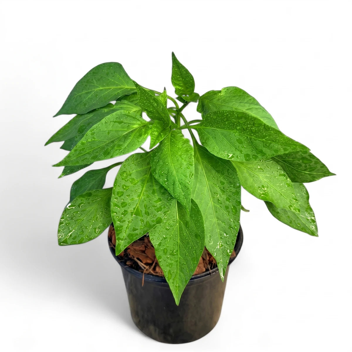 Vibrant green ornamental capsicum plant with water droplets on its leaves, potted in a black container on a white background.