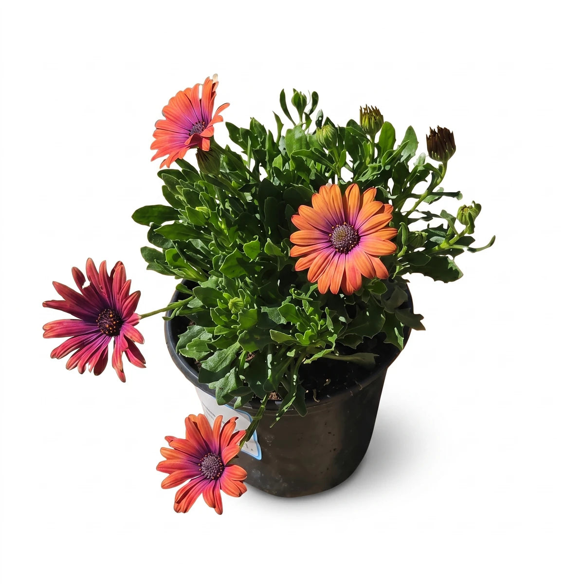 Potted Osteospermum African Daisy plant with vibrant orange and pink flowers and lush green foliage.