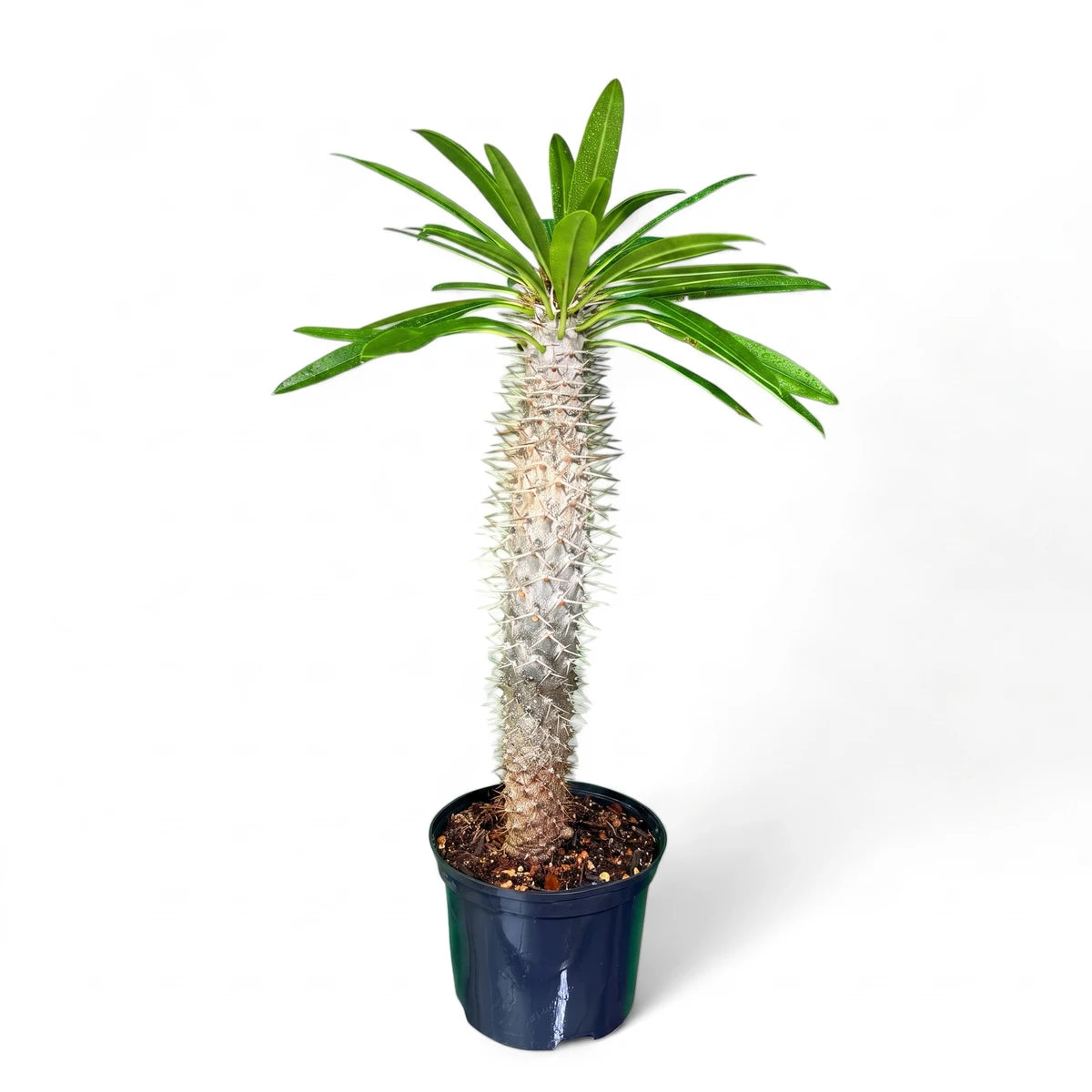 Vibrant Pachypodium Lamerei Madagascar Palm, 18cm, with lush green leaves and a spiky trunk in a black pot.